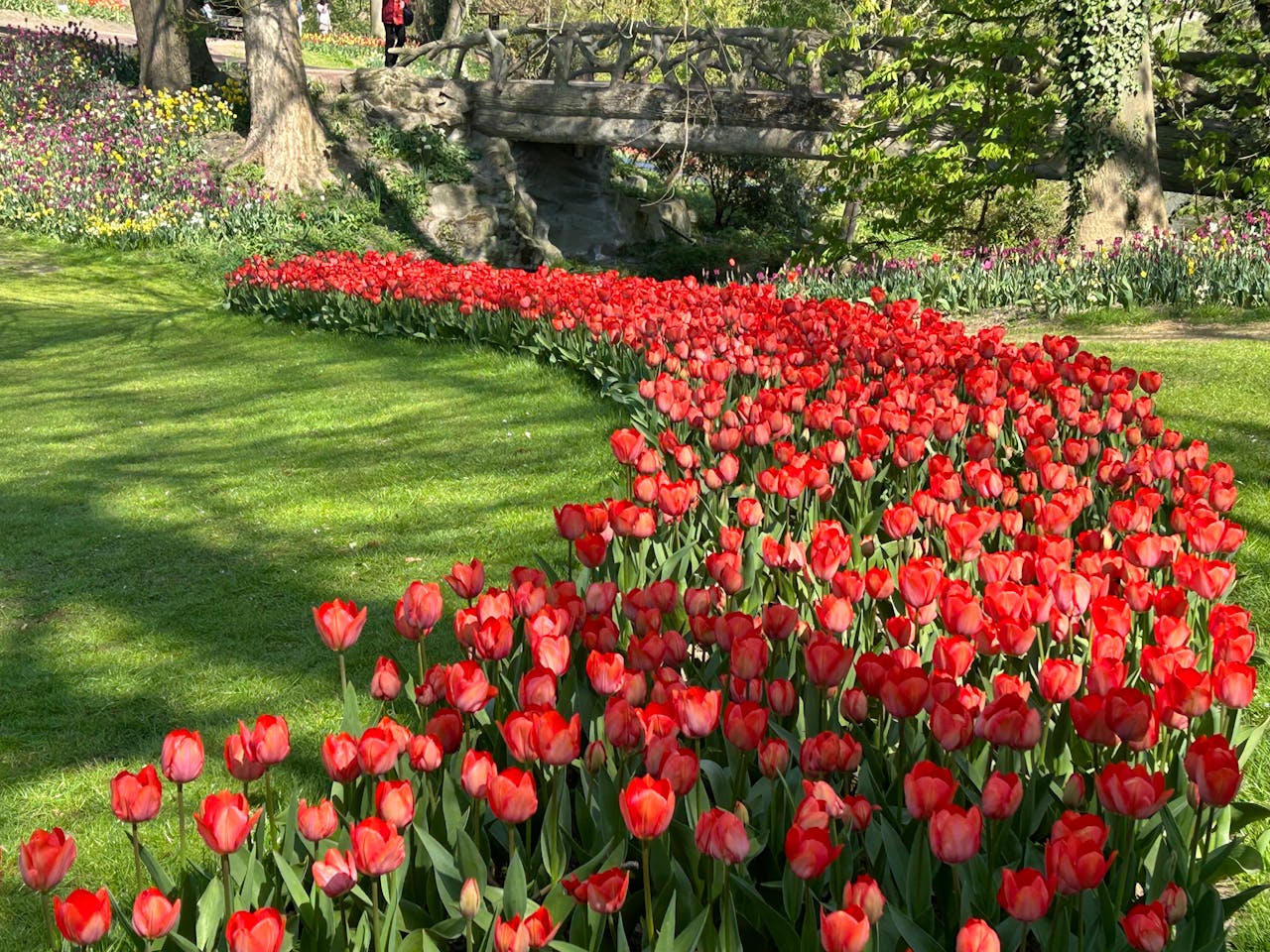 Lush red tulips in a sunny spring garden setting, perfect for nature and floral scenes.